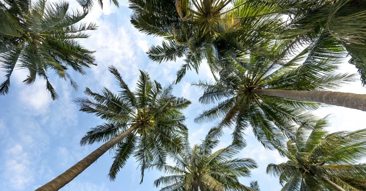 Palmiye Ağaç Çeşitleri Nelerdir