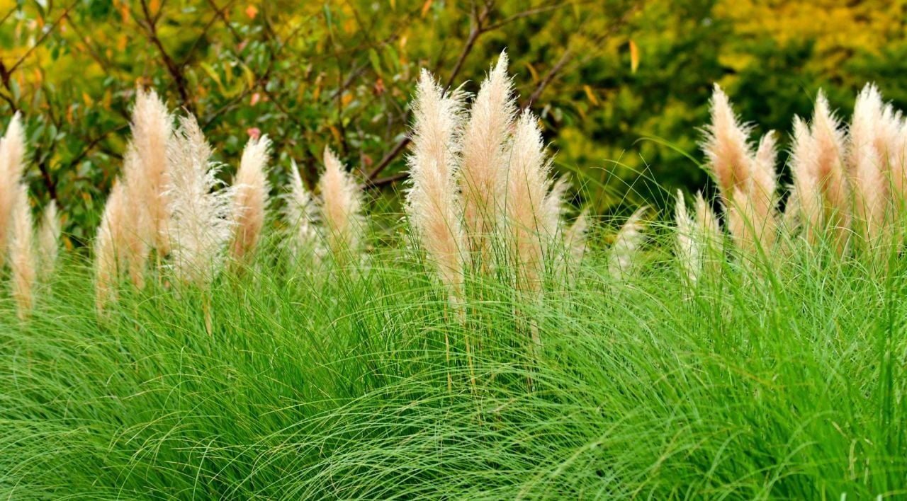 Pampas Saz Özellikleri