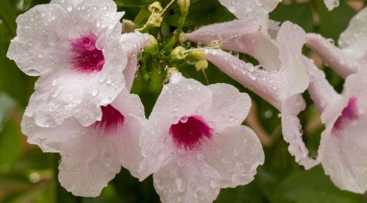 Pandora Yasemini Bakımı