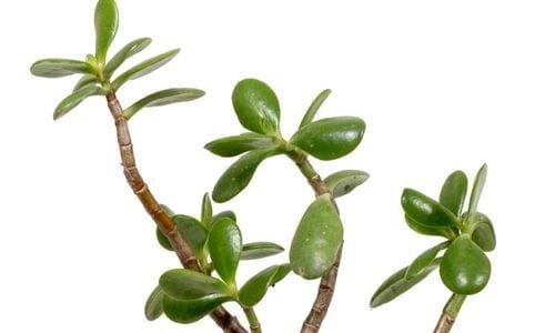 Para Ağacı Fiyatı