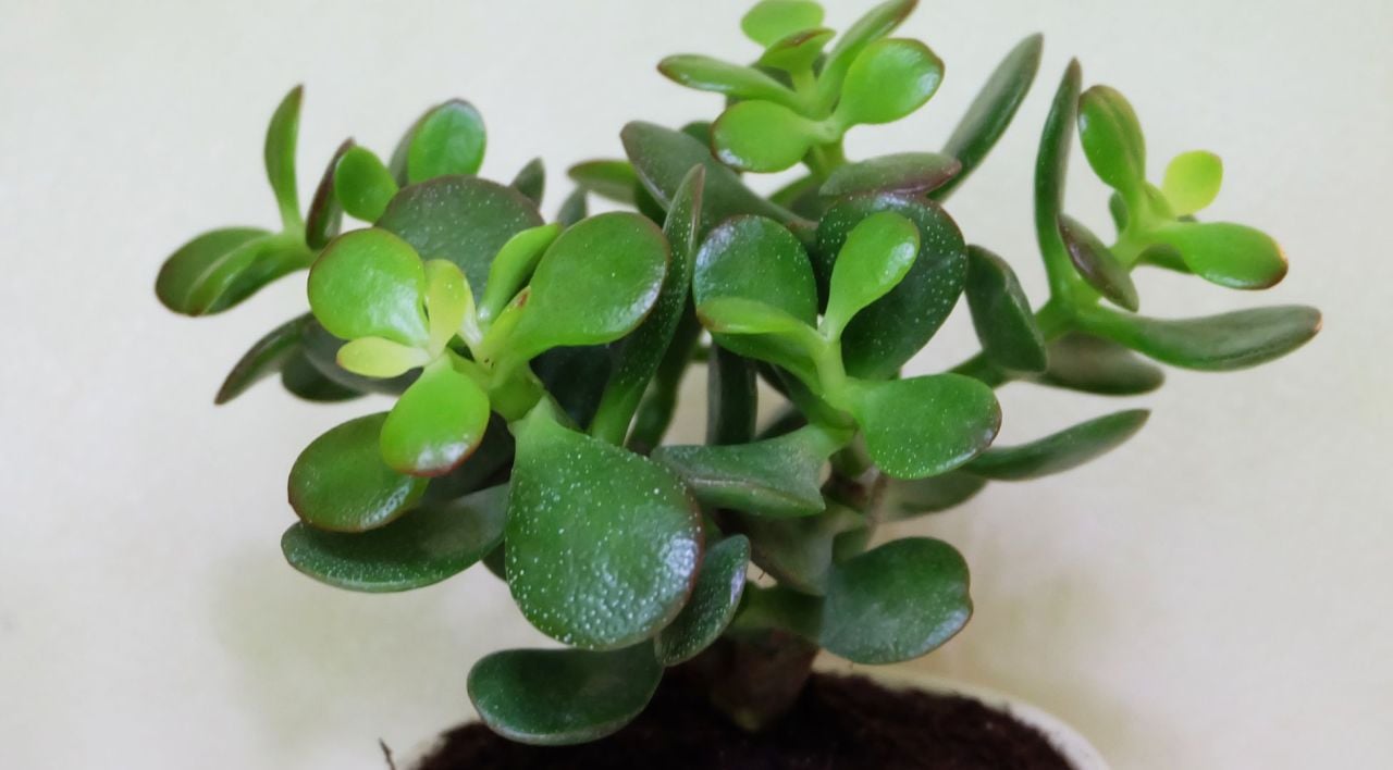 Para Çiçeği Bakımı