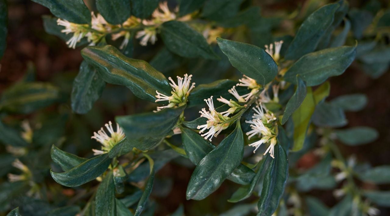 Parfüm Kutusu Çiçeği Işık ve Sıcaklık İsteği