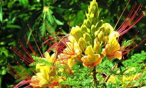 Paşa Bıyığı Çiçeği Bakımı