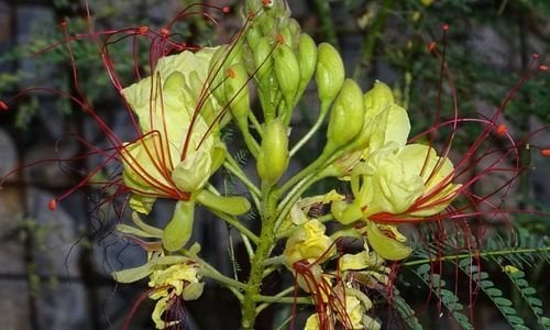 Paşa Bıyığı Çiçeği Çeşitleri