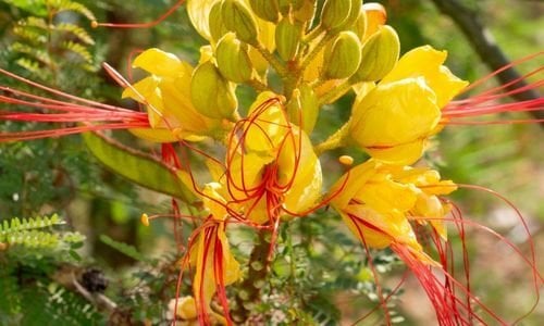 Paşa Bıyığı Çiçeği Özellikleri