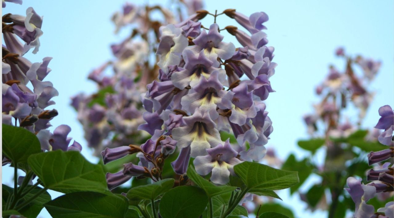 Pavlonya Fidanı Nasıl Çoğaltılır