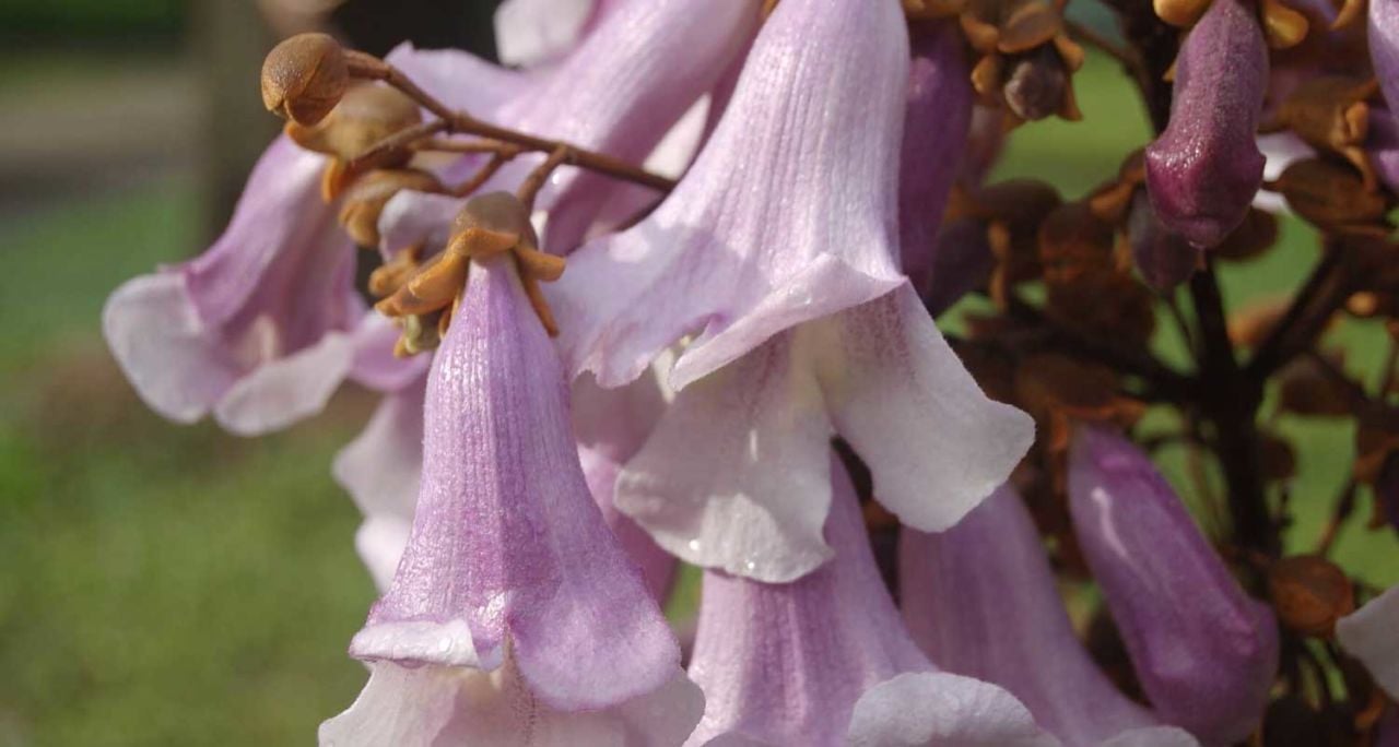 Pavlonya Ağacı Özellikleri