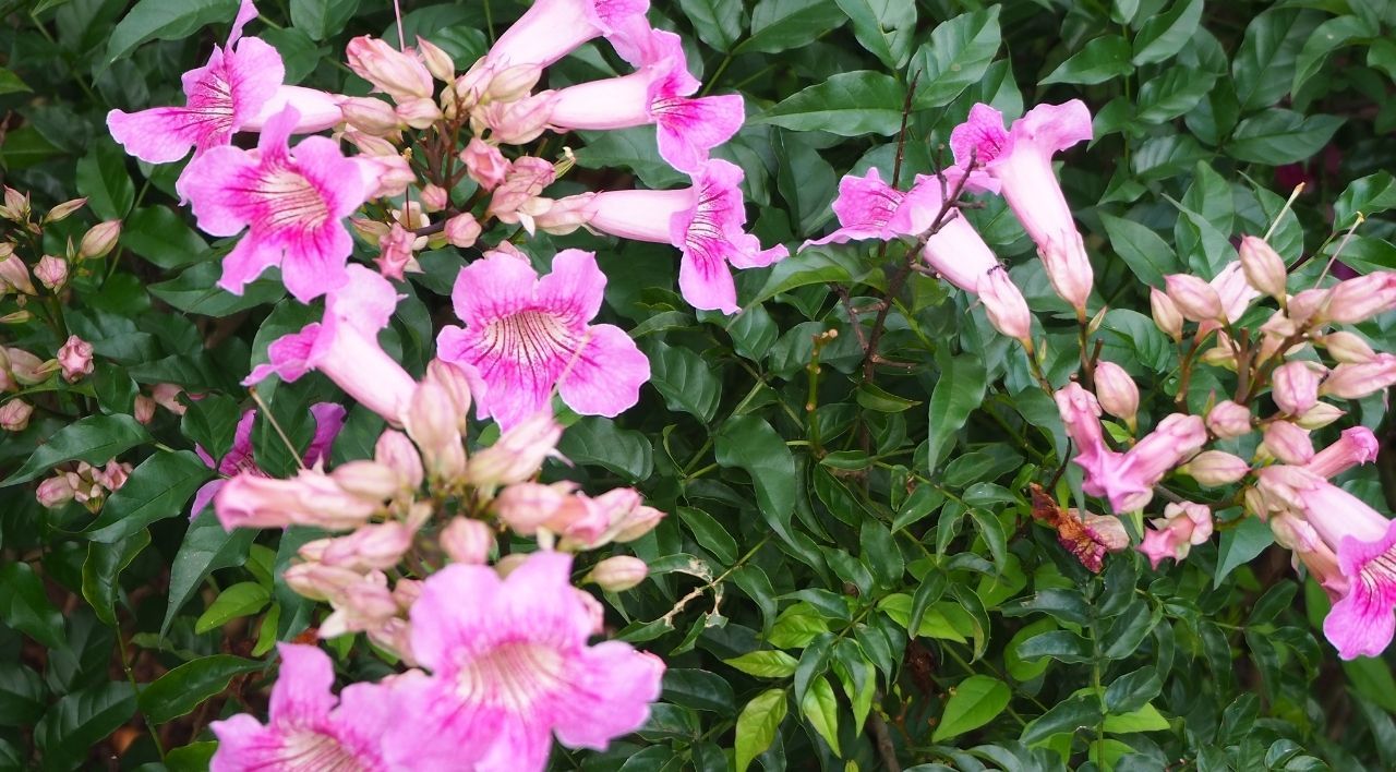 Pembe Acem Borusu Çeşitleri