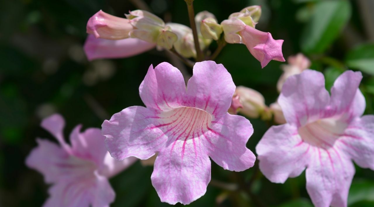 Pembe Acem Borusu Fiyatı