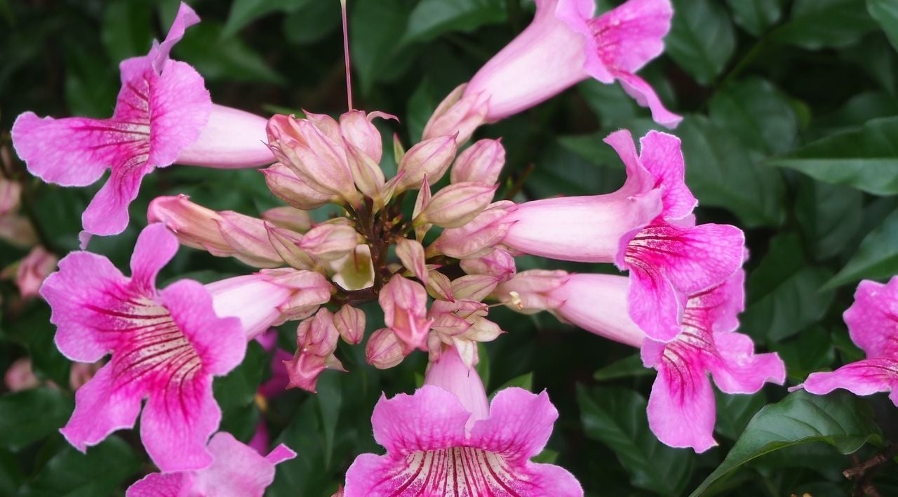 Pembe Acem Borusu Bakımı