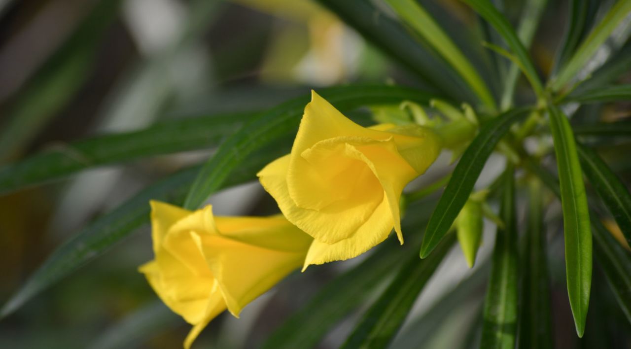 Peru Zakkumu Özellikleri