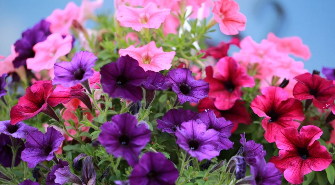 Petunya Çiçeği Fiyatı