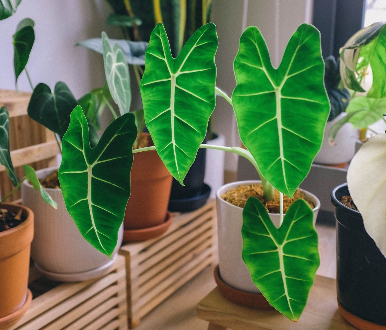 Fil Kulağı Çiçeği Bakımı