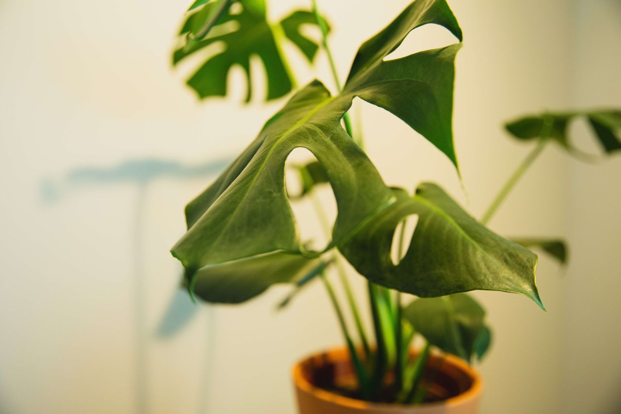 Ofis Çiçekleri ve İsimleri