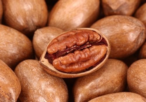 Pikan Cevizi Fidanı Bakımı