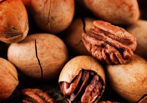 Pikan Cevizi Fidanı Fiyatı