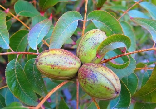 Pikan Cevizi Fidanı Satışı