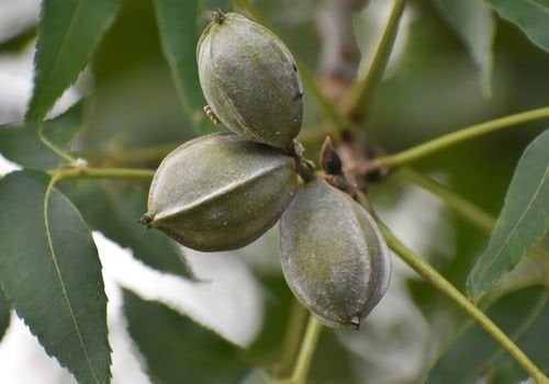 Pikan Cevizi Fidanı Özellikleri