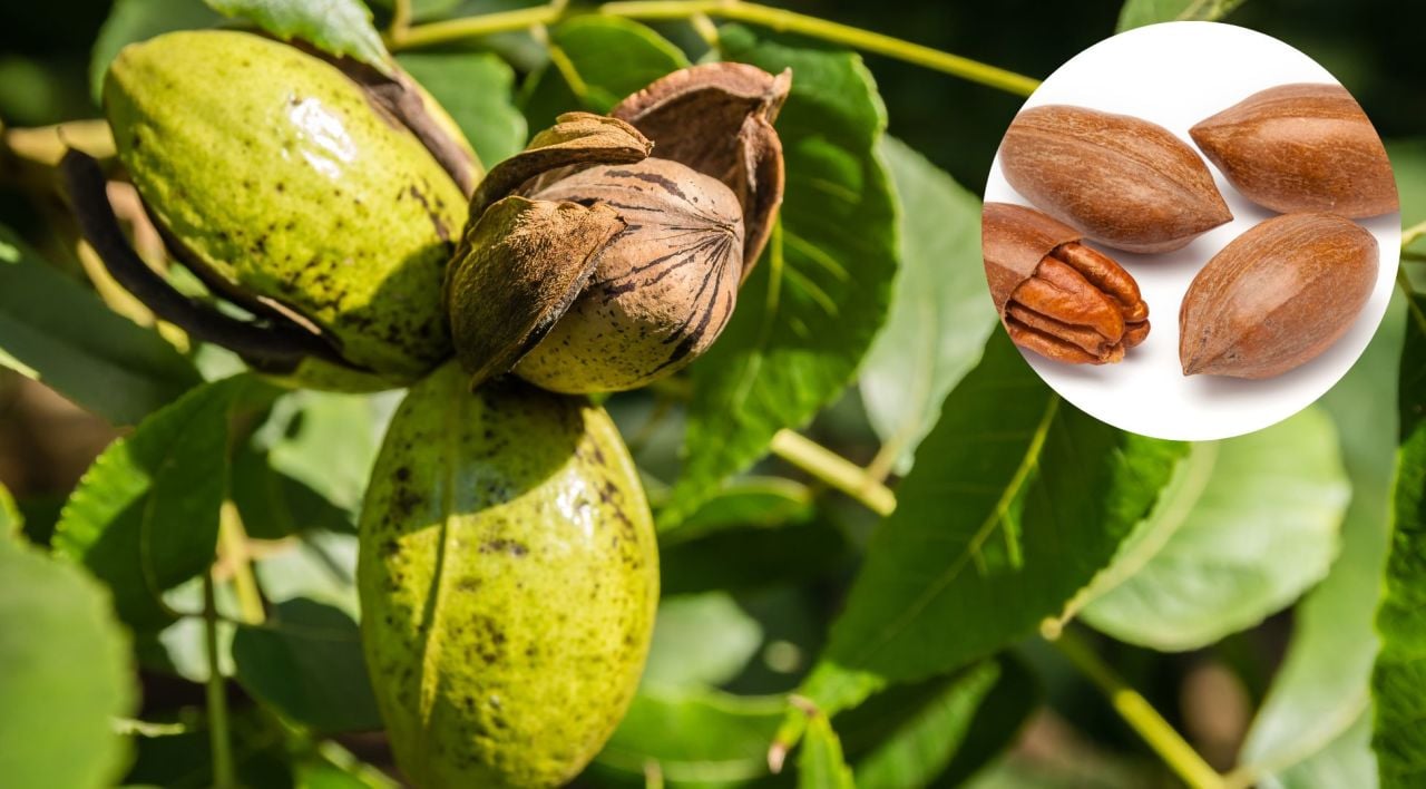 Pikan Cevizi Nedir ve Nerede Yetişir