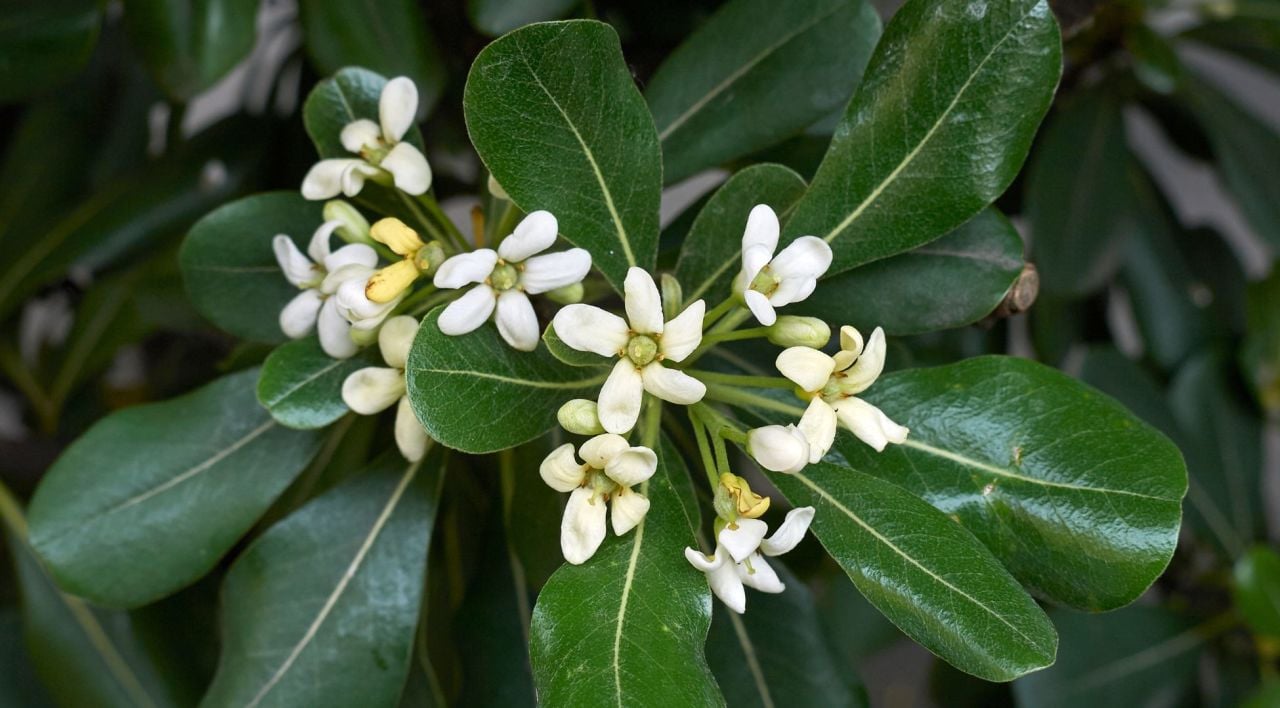 Pittosporum Çalısı Bakımı ve Üretimi