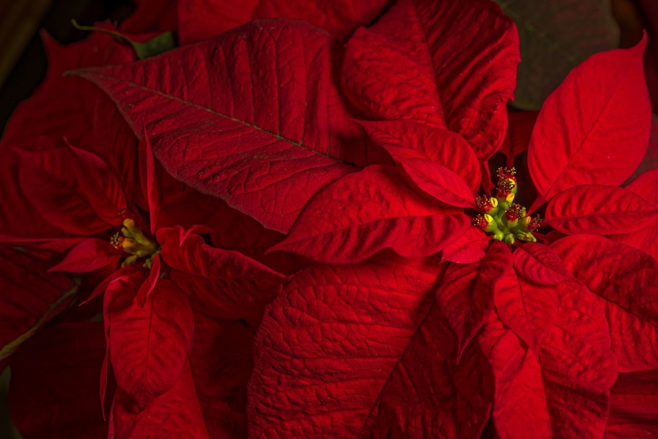 Atatürk Çiçeği Bakımı