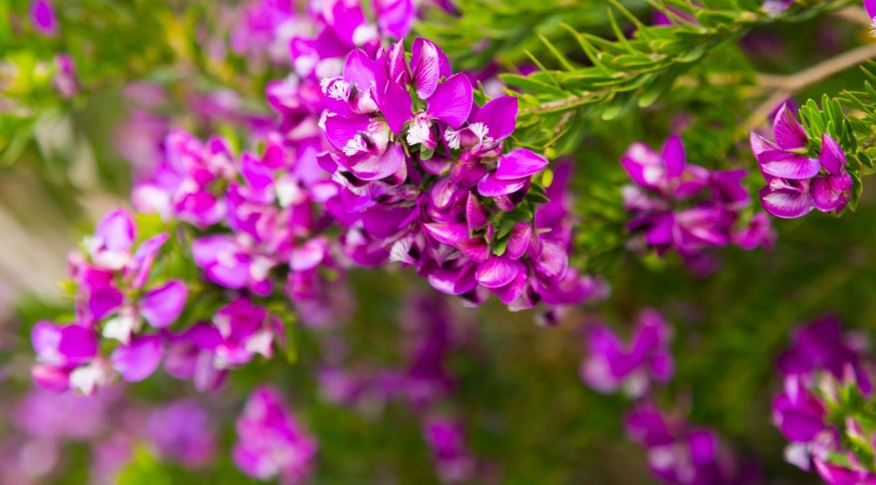 Poligala Çiçeği Nasıl Yetiştirilir