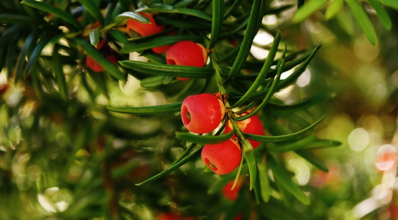 Porsuk Ağacı Bakımı