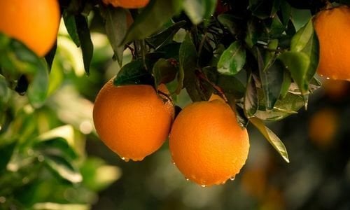 Portakal Fidanı Ne Zaman Dikilir?