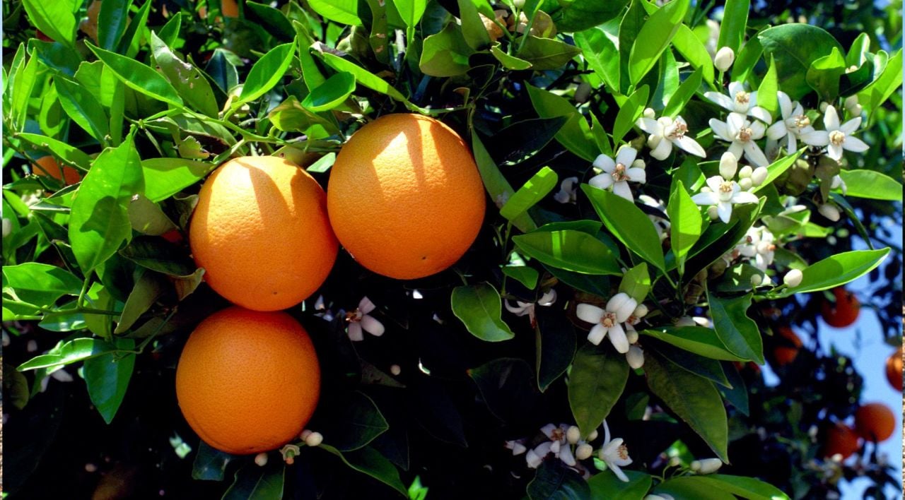 Portakal Ağacı Nasıl Yetiştirilir