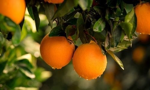 Portakal Fidanı Yetiştiriciliği