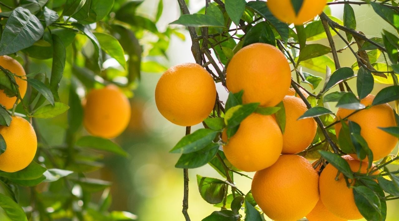 Rize Portakalı Fidanı Bakımı
