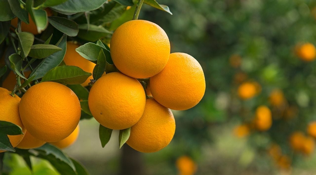 Rize Portakalı Fidanı Çeşitleri