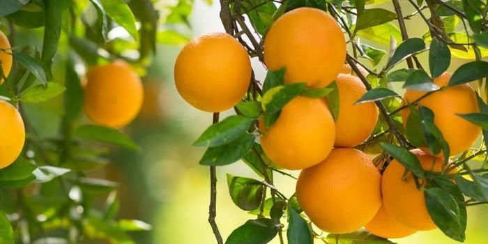 Portakal Fidanı Bakımı