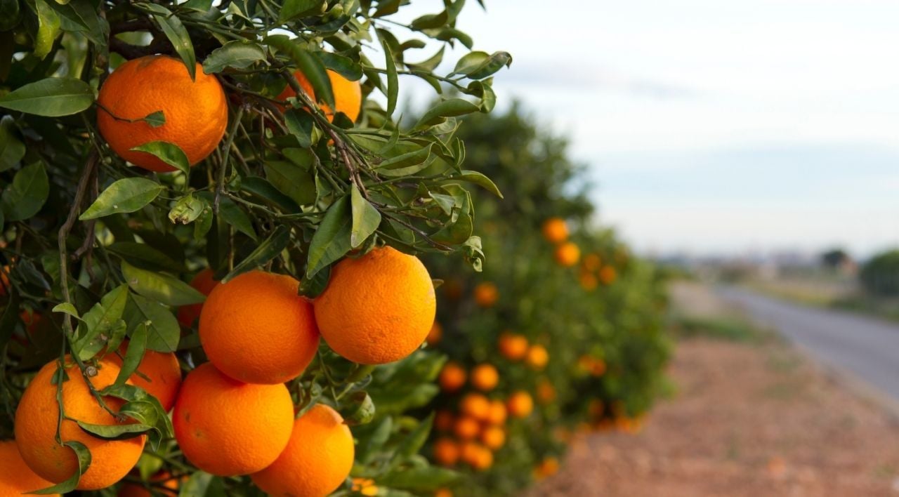 Rize Portakalı Fidanı Özellikleri