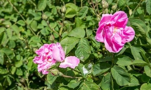 Reçel Gülü Özellikleri