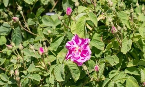 Reçel Gülü Bakımı