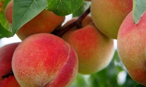 Red Elegant Şeftali Fidanı Satışı