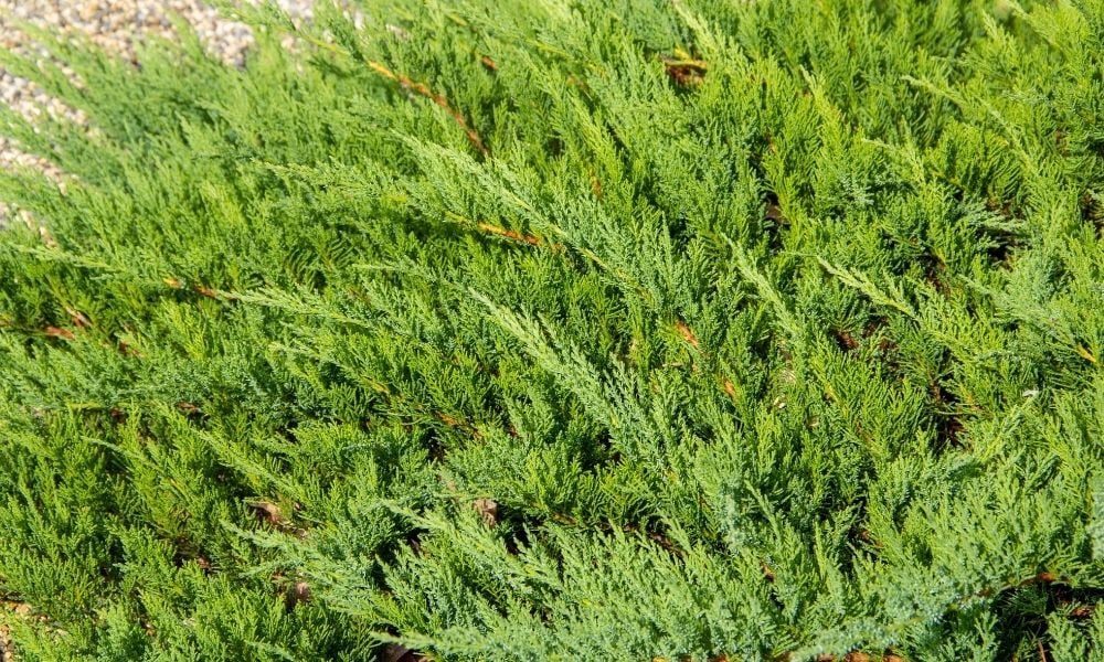 Ardıç Ağacı Satışı