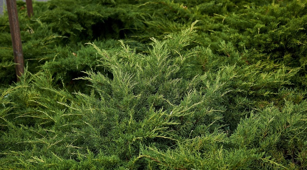 Sabin Ardıç Fidanı Dikim Bilgisi