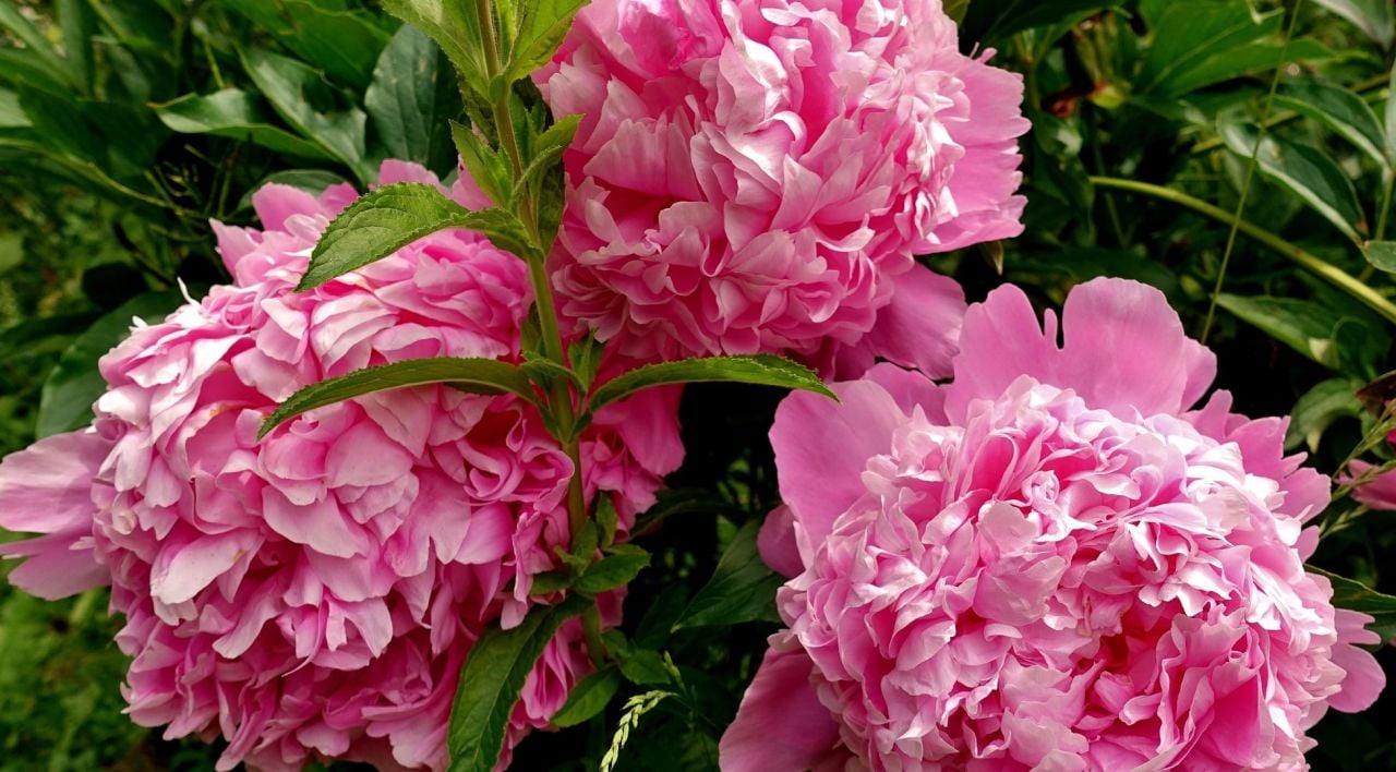 Şakayık Çiçeği Bakımı