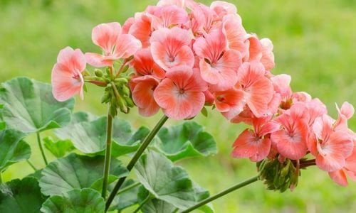 Sakız Sardunya Çiçeği Bakımı