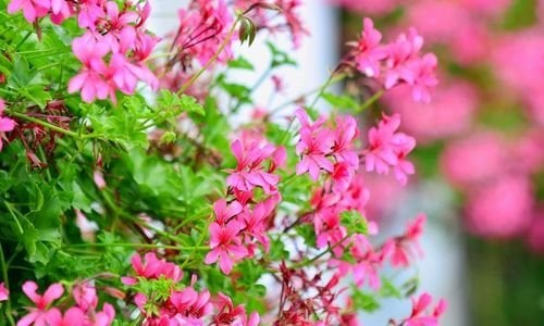 Sakız Sardunya Çiçeği Özellikleri