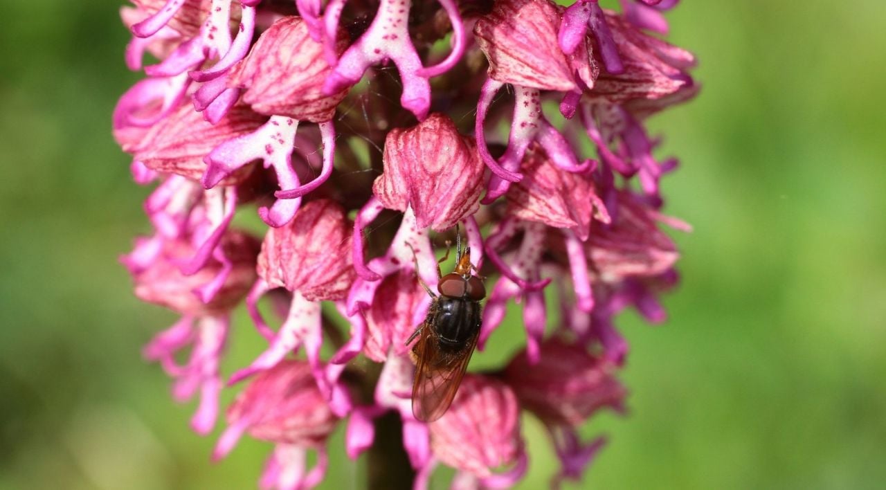 Salep Tohumu Satın Al