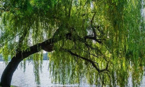Salkım Söğüt Fidanı Bakımı