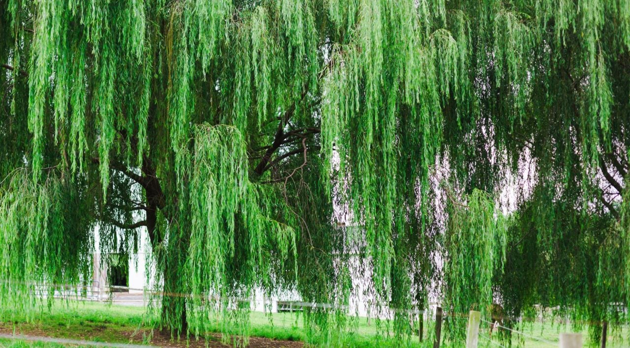 Salkım Söğüt Özellikleri