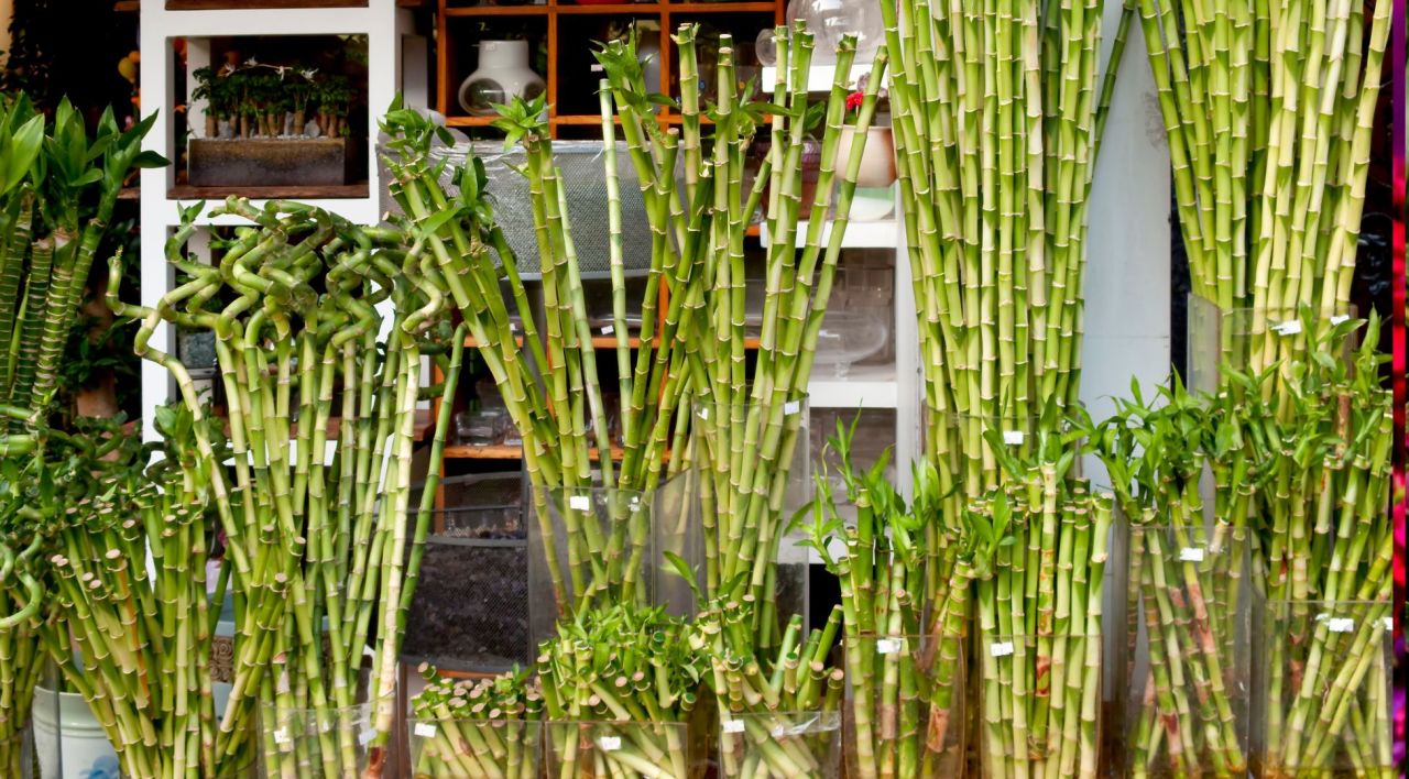 Şans Bambusu Nedir?