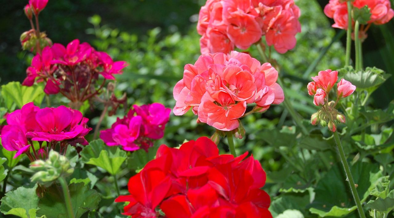 Sardunya Çiçeği Fiyatı