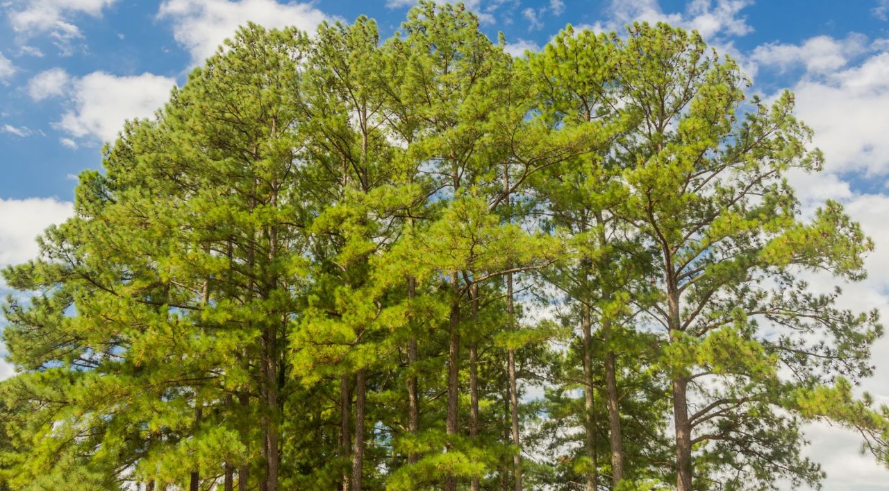 Sarı Çam Fidanı Fiyatları