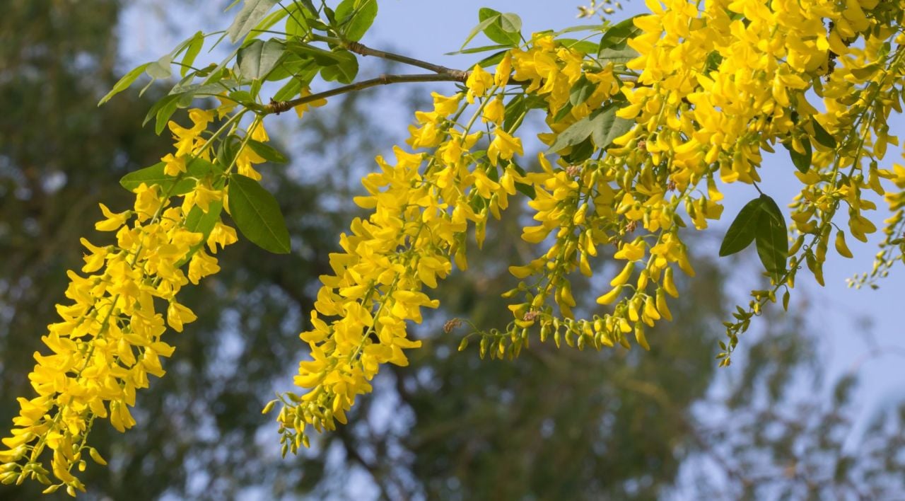 Sarı Salkım Çiçeği Özellikleri