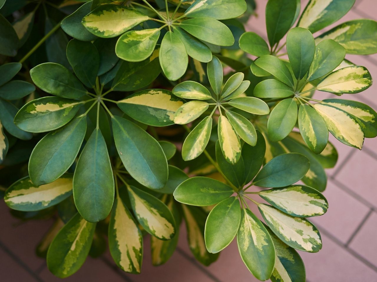 Şeflera Bitkisi Bakımı